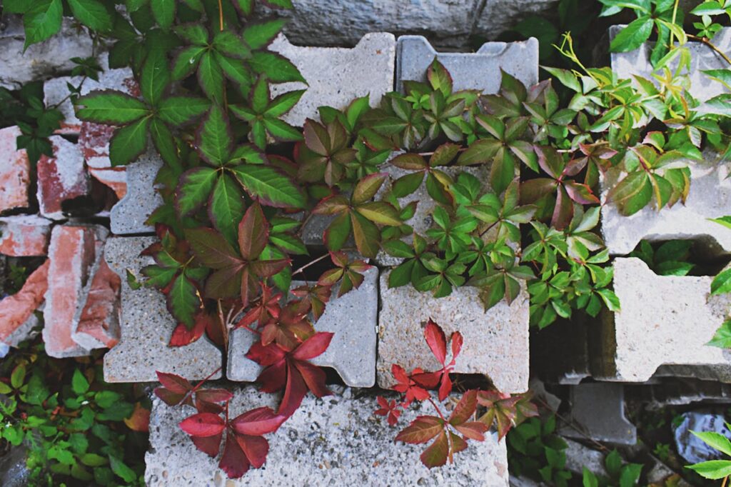 Brown and Green-leafed Plants on Bricks