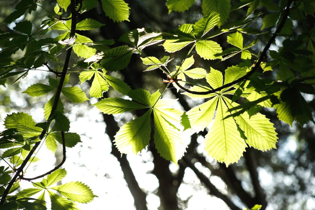 Sunlit Leaves in a Lush Forest Scene